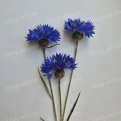 Букет васильков для будущих дизайнов